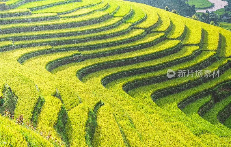 美丽的风景，绿色的稻田准备在越南西北部的梯田日落山在木仓寨，Yen Bai，越南